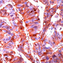 北京康为世纪生物科技 引领精准与高效的生命科学工具